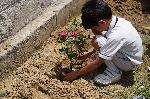Tree planting
